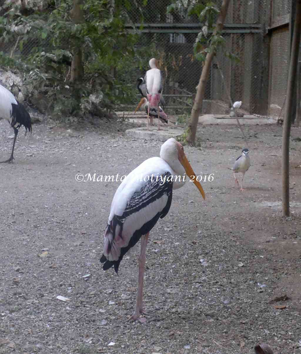 Byculla Zoo | Veermata Jijabai Bhosale Udyan | Mumbai Attractions