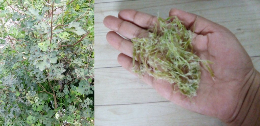 Processing The Fiber From Chinese-Bur & Bur Mallow Plants For