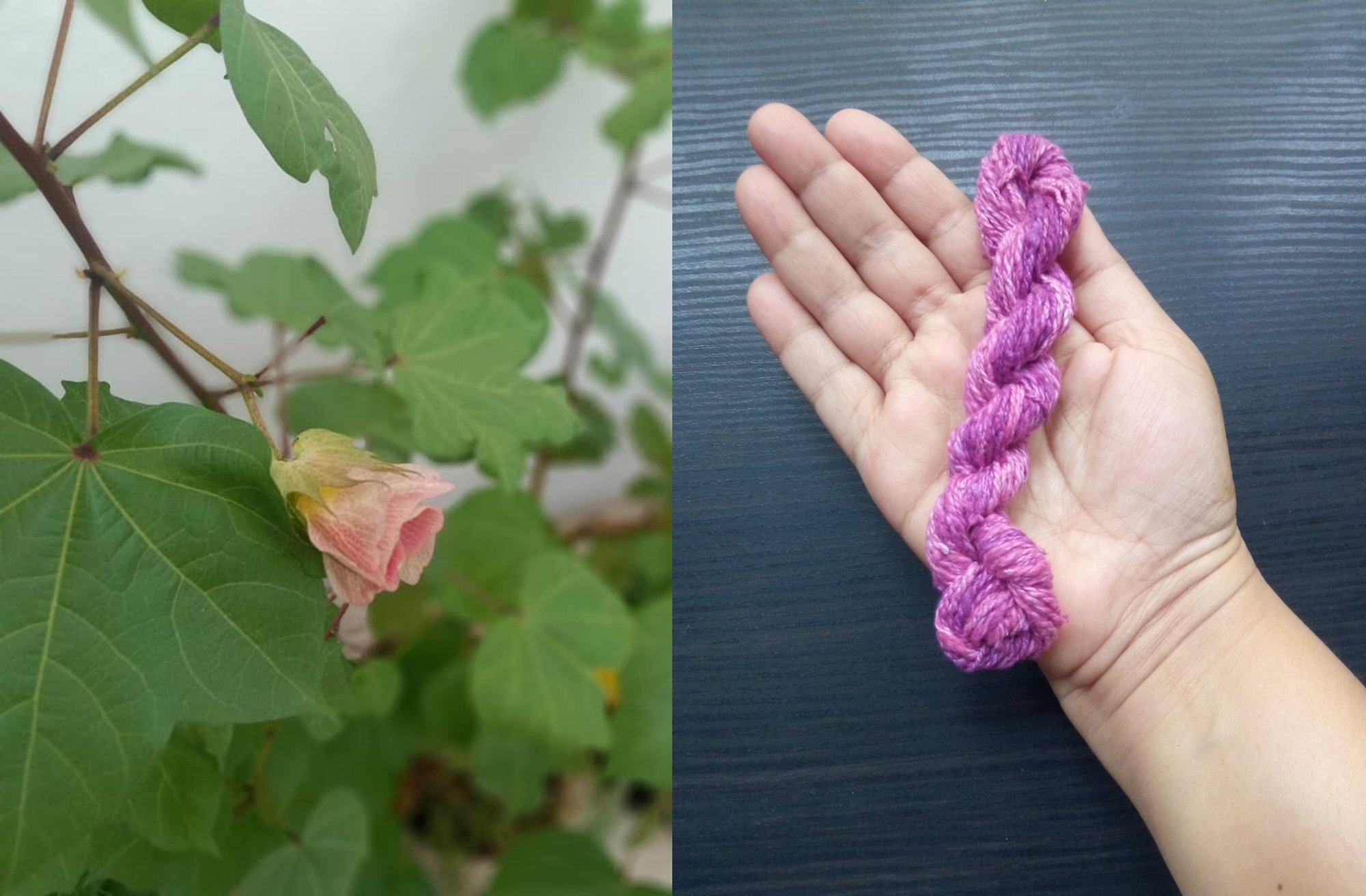 Processing The Fiber From Chinese-Bur & Bur Mallow Plants For Cordage  Making - Designs by Mamta