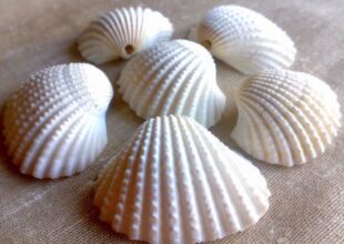 Large Natural Scallop Sea Shells