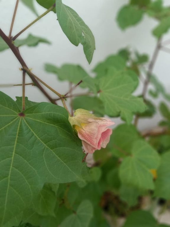 Sams Cotton Plant With Pink Flower