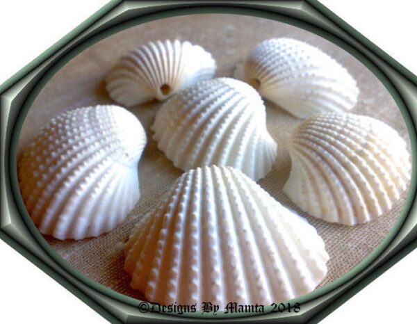 Sea Shells For Beach Decor
