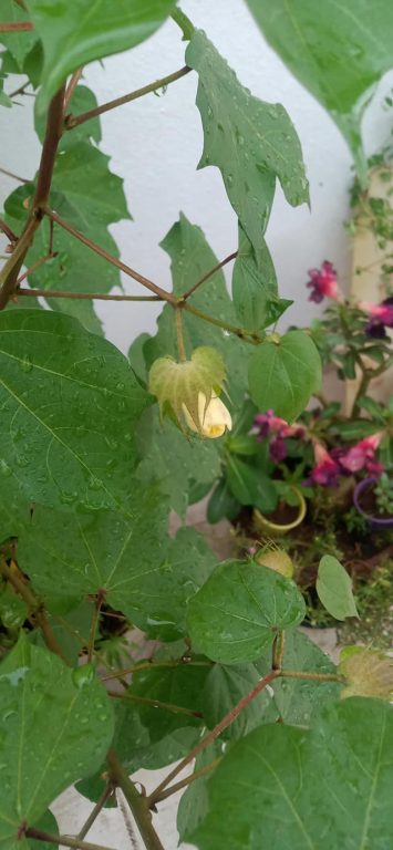 The Same Cotton Plant With Yellow Flower